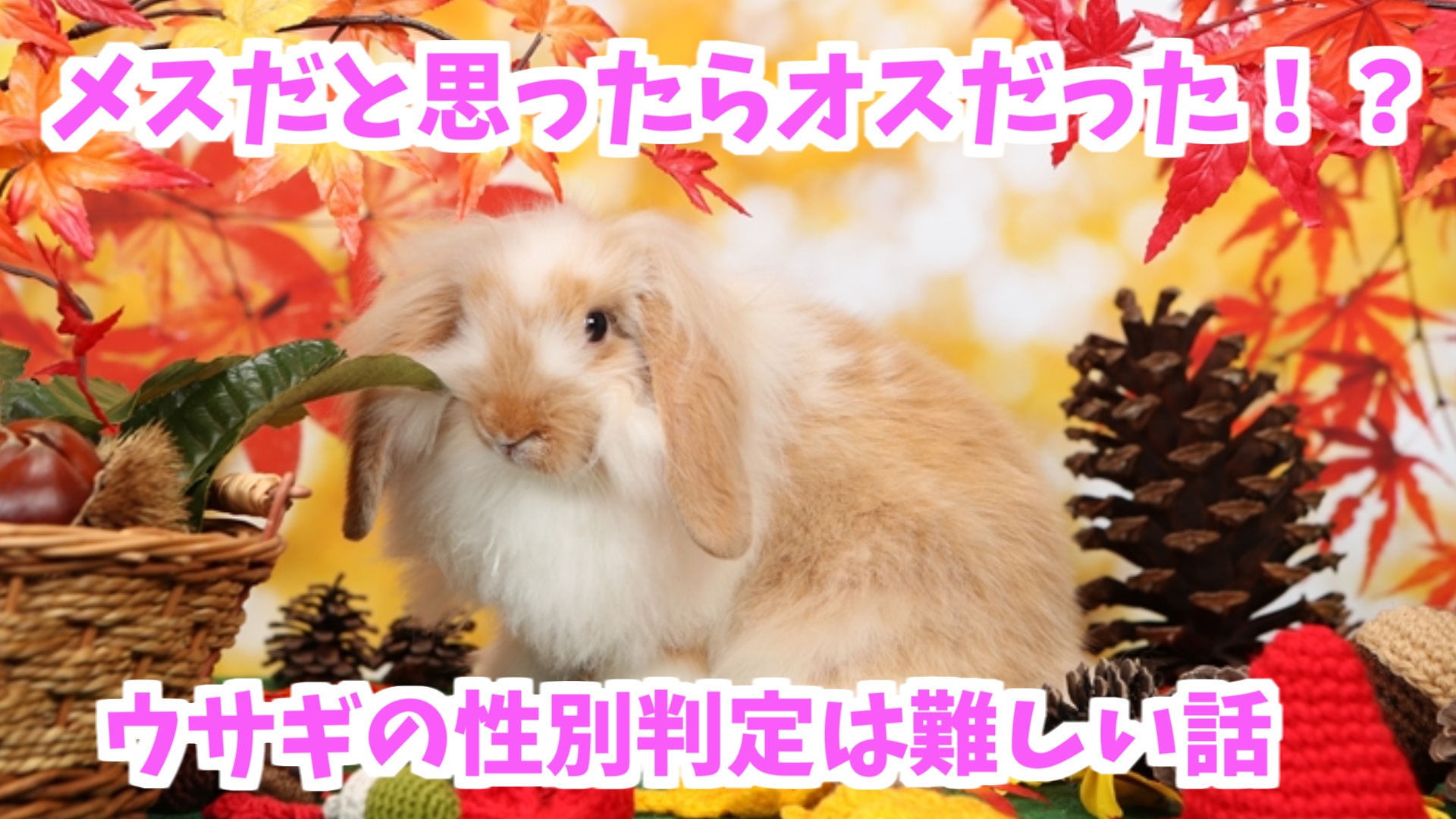 メスだと思ったらオスだった ウサギの性別判定は難しい話 Udokko Blog