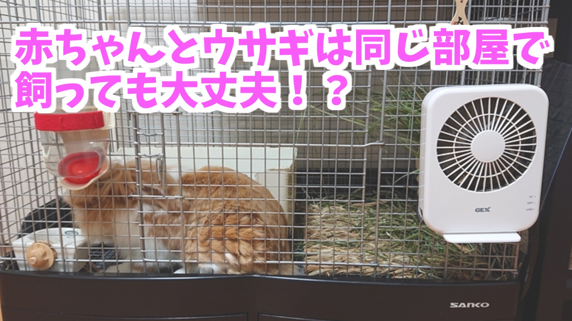 ウサギは赤ちゃんと同じ部屋で飼っても大丈夫 Udokko Blog