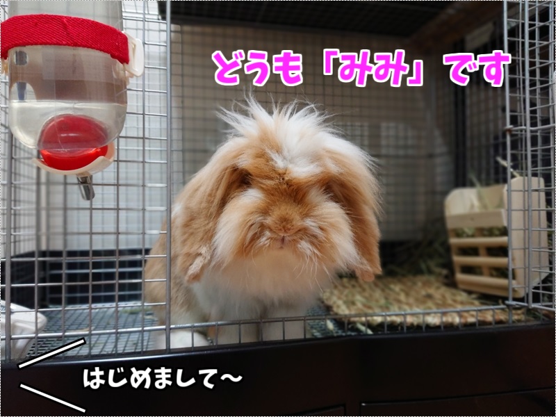 ヨギボーは猫の爪とぎに耐えられるか 買って3年経った結果 Udokko Blog
