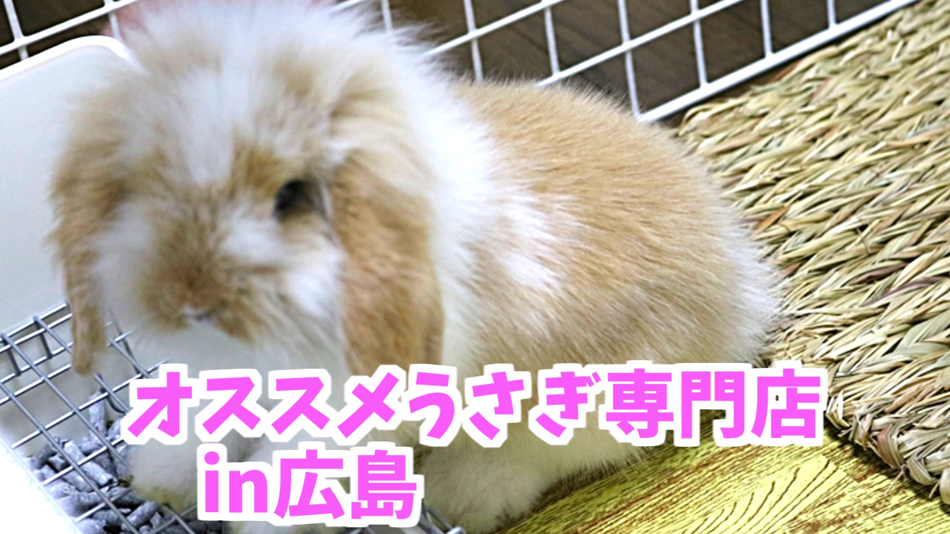ウサギ専門店のおすすめは！？ in広島
