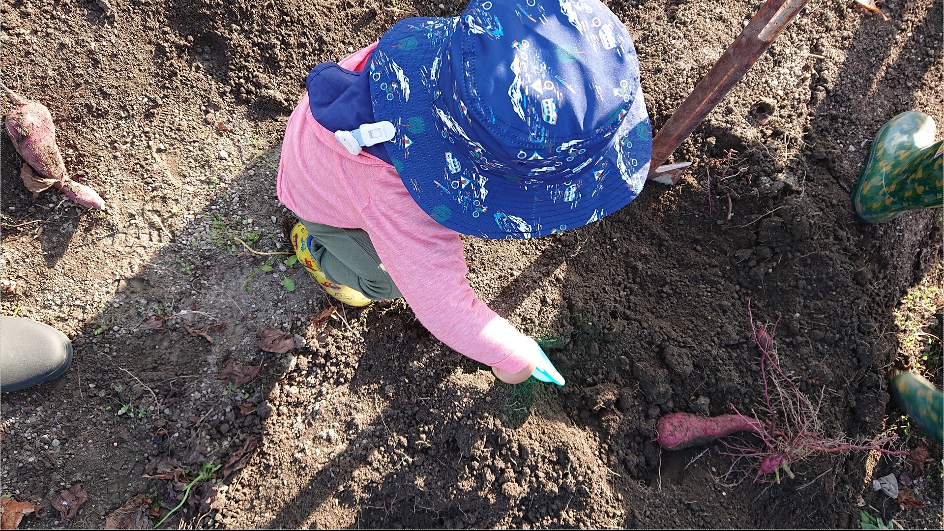 子どもの芋掘り体験は芋以外の収穫がある