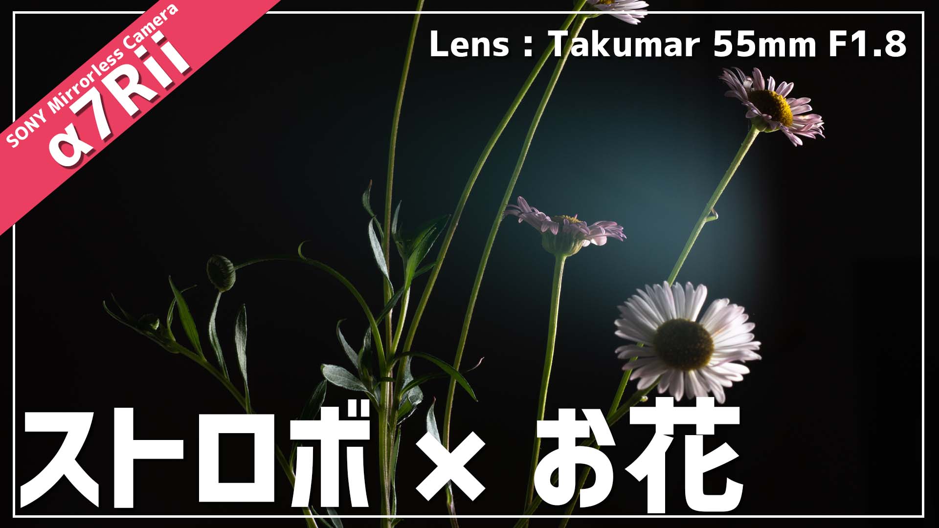 NEEWER TT560とSMC Takumar 55mmでお花を撮る
