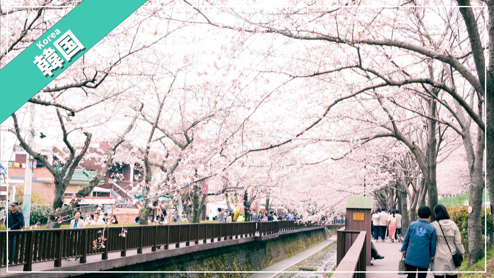 韓国の鎮海市の桜祭りに行ってきた【2023年】